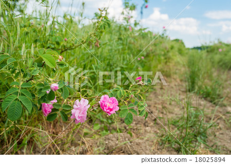 Damask rose Damask rose 18025894