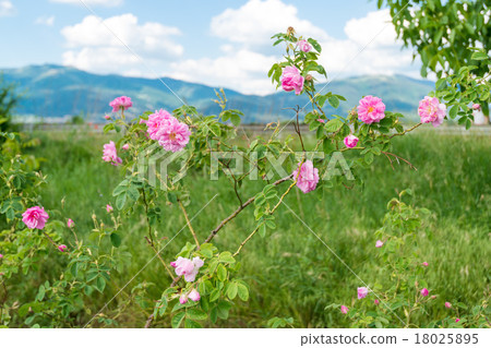 Damask rose 18025895