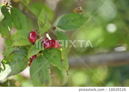 Fruit of Sanshui 18026526