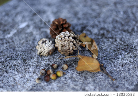Fruit of tree nuts acorn scenery autumn scenery 18026588
