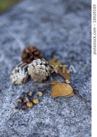 Fruit of tree nuts acorn scenery autumn scenery 18026589