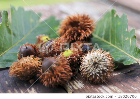 Kinnacle橡子腰果秋天風景 Kinnacle橡子腰果秋天風景 18026706