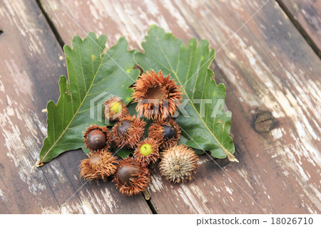 Kinnacle acorns Cashew autumn landscape 18026710