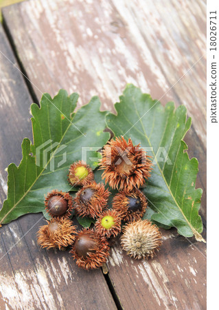 Kinnacle acorns Cashew autumn landscape 18026711