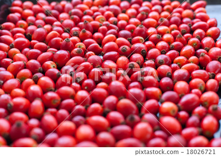 Raw rose hips 18026721