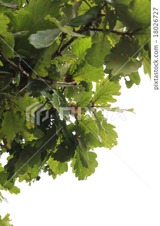 Tree Kashiwa Kashiwa Acorn 18026727