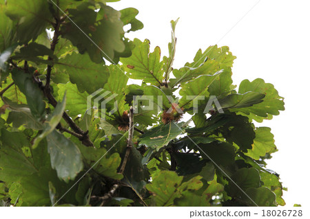 樹柏市柏橡樹 18026728