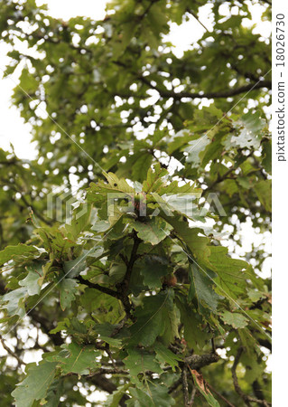 Tree Kashiwa Kashiwa Acorn 18026730