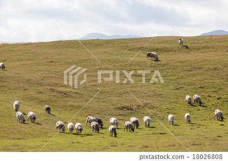 flock of sheep on green grass flock of sheep on green grass 18026808