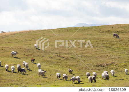 flock of sheep on green grass flock of sheep on green grass 18026809