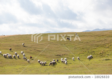 flock of sheep on green grass flock of sheep on green grass 18026810