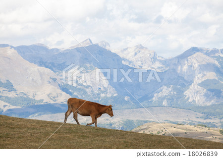 Mountain landscape with cow. 18026839