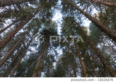 Misty morning forest 18026876