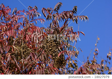 Yama Huang墜落Yamahaze 18027079