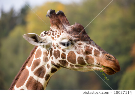 young cute giraffe grazing young cute giraffe grazing 18027114