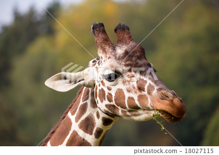 young cute giraffe grazing young cute giraffe grazing 18027115