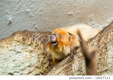 Golden Lion Tamarin Golden Lion Tamarin 18027121