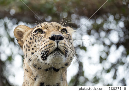 head shot of Persian leopard 18027146