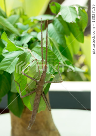 Phasmatodea, Stick insects 18027159