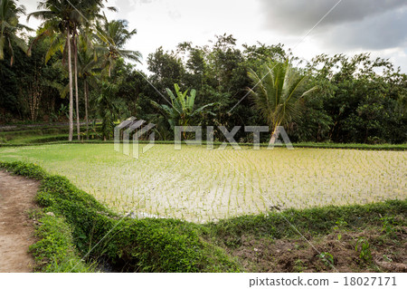 Rice terraced paddy fields in Gunung Kawi 18027171