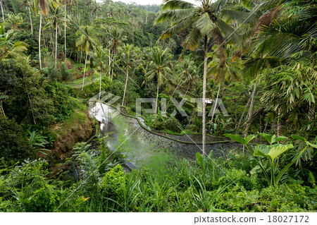 Rice terraced paddy fields in Gunung Kawi Rice terraced paddy fields in Gunung Kawi 18027172
