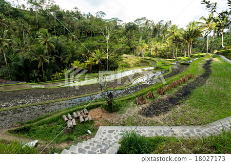Rice terraced paddy fields in Gunung Kawi Rice terraced paddy fields in Gunung Kawi 18027173