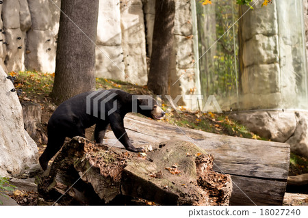 Sun bear also known as a Malaysian bear 18027240