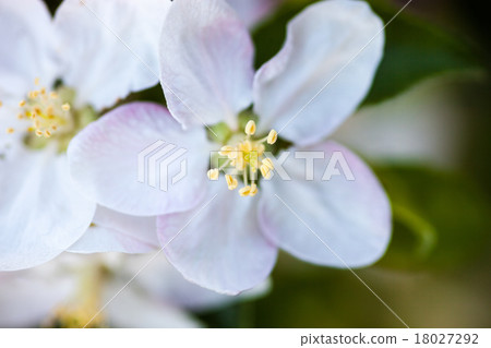 Close up of the apple tree flowers 18027292