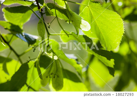 Green leaves of the lime tree in the sunshine 18027293