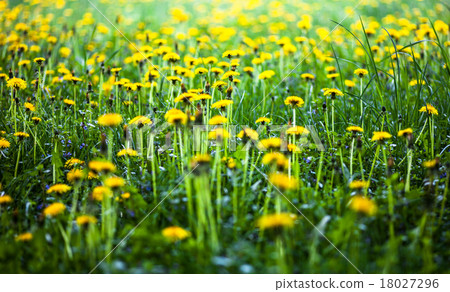 Meadow with lots of blooming yellow dandelions 18027296