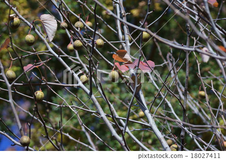 Handkerchief tree It is also called a pigeon tree. 18027411