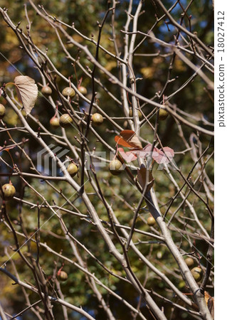 Handkerchief tree It is also called a pigeon tree. 18027412