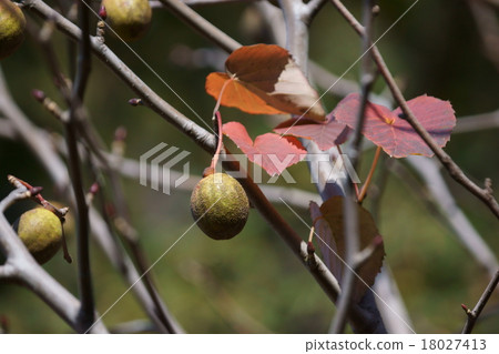 Handkerchief tree It is also called a pigeon tree. 18027413