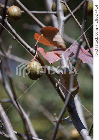 Handkerchief tree It is also called a pigeon tree. 18027414
