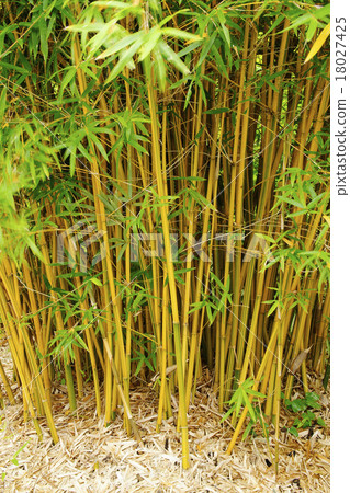 Sukata Bamboo 18027425