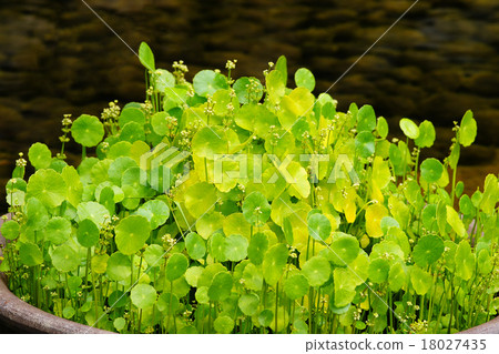 Fan fan Fan fan 18027435