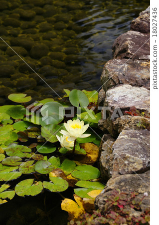 睡蓮 18027436