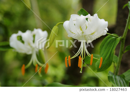 Yuri Kanoko 18027463