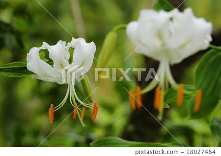 Yuri Kanoko Yuri Kanoko 18027464