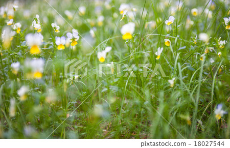 Blooming violets in the green meadow Blooming violets in the green meadow 18027544