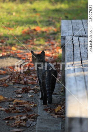 Benches and stray cats 18027622
