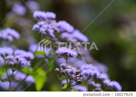 Agelatum Agelatum 18027629