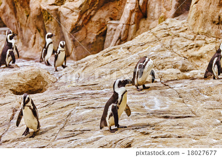 Jackass Penguin. Jackass Penguin. 18027677