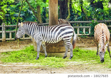 Zebras in their natural habitat. Zebras in their natural habitat. 18027685
