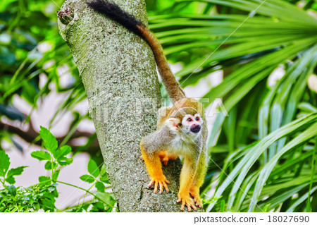 Common Squirred Monkey. Common Squirred Monkey. 18027690