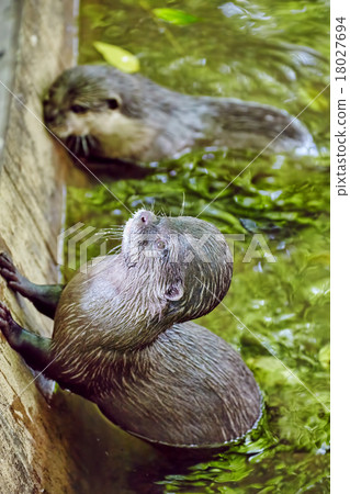 Cute Small-clawed Otter. Cute Small-clawed Otter. 18027694