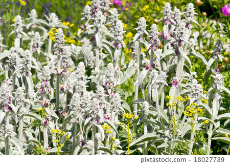Lamb's Ear Lamb's Ear 18027789