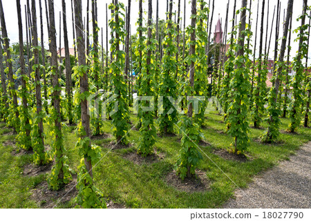 traditional hop garden traditional hop garden 18027790