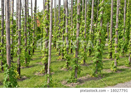 traditional hop garden 18027791