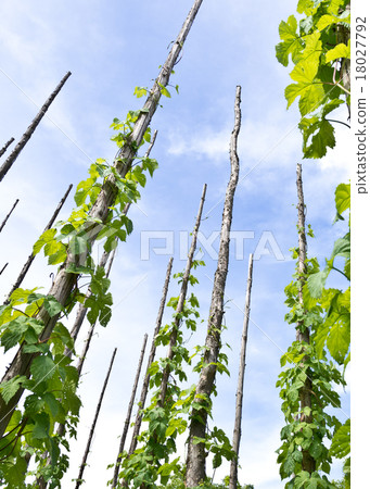 traditional hop garden 18027792
